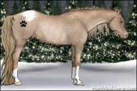 Horse Color:Liver Chestnut Pearl Appaloosa Rabicano
