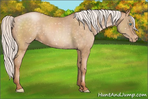 Horse Color:Silver Buckskin Pearl Appaloosa 