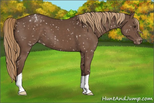 Horse Color:Liver Chestnut Appaloosa 