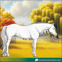 Horse Color:Silver Grullo Appaloosa 