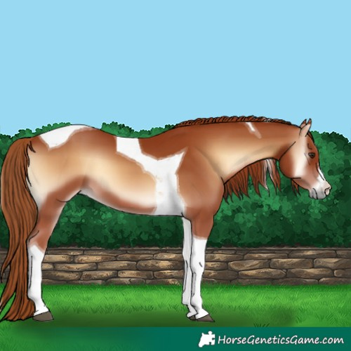 Horse Color:Red Onyx Tobiano 