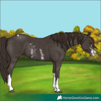 Horse Color:Liver Chestnut Sabino Tobiano Rabicano 