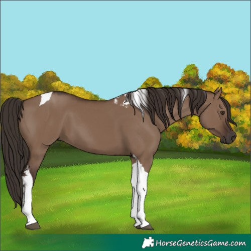 Horse Color:Liver Red Dun Tobiano 