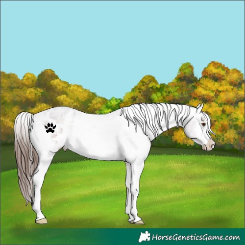 Horse Color:Brown Roan Appaloosa 