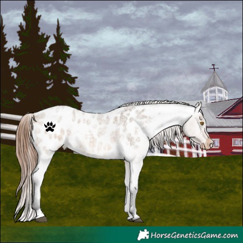 Horse Color:Brown Roan Dun Appaloosa 