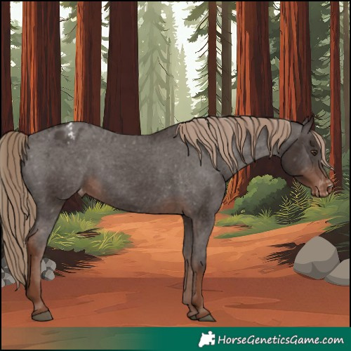 Horse Color:Liver Chestnut Appaloosa 