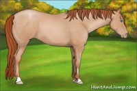 Horse Color:Buckskin Pearl 
