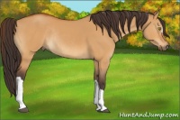 Horse Color:Buckskin Dun Rabicano