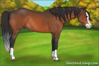 Horse Color:Bay Splash Rabicano