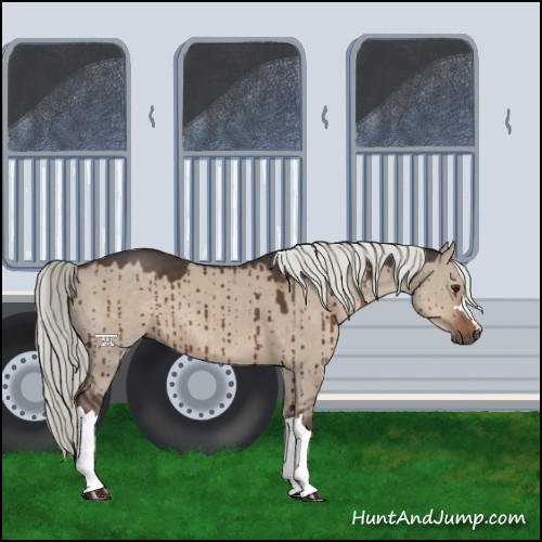 Horse Color:Liver Red Dun Mushroom Brindle