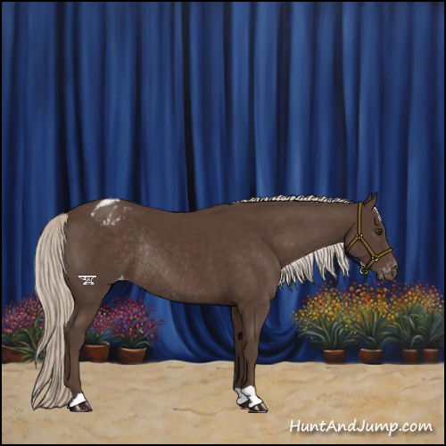 Horse Color:Liver Chestnut Mushroom Varnish Rabicano 