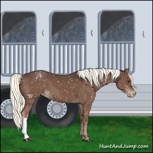 Horse Color:Liver Chestnut Mushroom Snowflake Varnish 