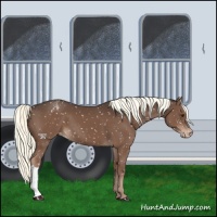 Horse Color:Liver Chestnut Mushroom Snowflake Varnish 