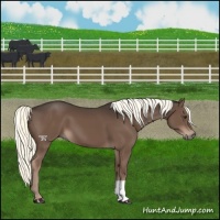 Horse Color:Liver Chestnut Mushroom 