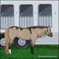 Horse Color:Liver Red Dun Appaloosa 