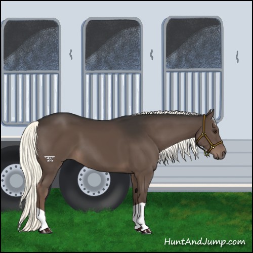 Horse Color:Liver Chestnut Mushroom 