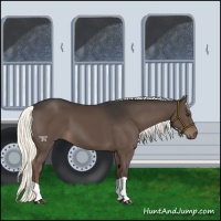 Horse Color:Liver Chestnut Mushroom 