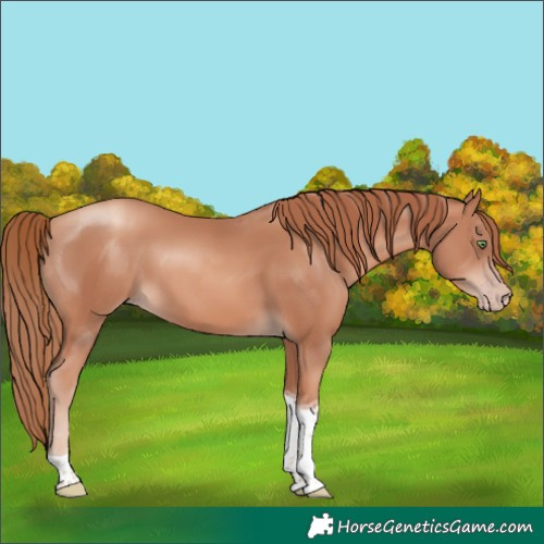 Horse Color:Gold Champagne Tobiano