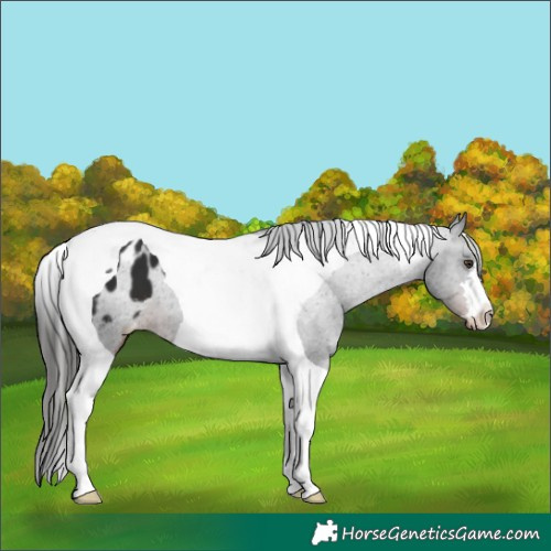 Horse Color:Liver Chestnut Tobiano Appaloosa 