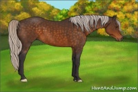 Horse Color:Silver Buckskin 