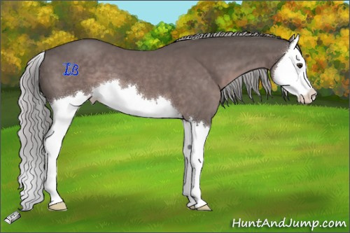 Horse Color:Platinum Liver Chestnut Splash