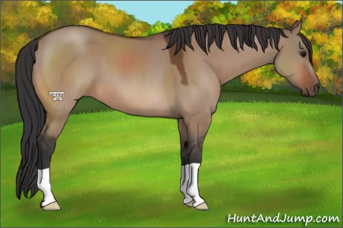 Horse Color:Bay Dun 