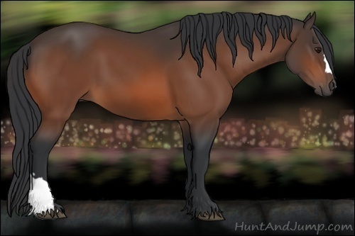 Horse Color:Bay 