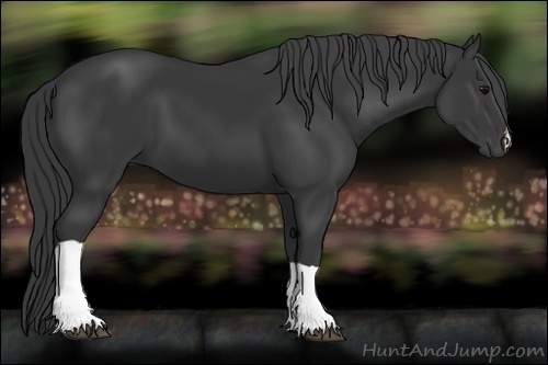 Horse Color:Black 
