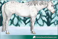 Horse Color:Silver Brown Ice Onyx Sabino Appaloosa Rabicano 