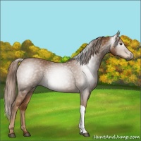 Horse Color:Gray Chestnut 