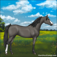 Horse Color:Grullo 