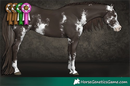 Horse Color:Liver Chestnut Sabino 