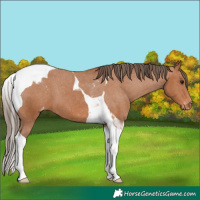 Horse Color:Bay Tobiano Appaloosa