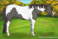 Horse Color:Grullo Tobiano Appaloosa