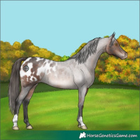 Horse Color:Brown Roan Appaloosa 