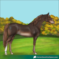 Horse Color:Liver Chestnut 