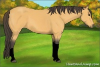 Horse Color:Void Buckskin Tobiano 