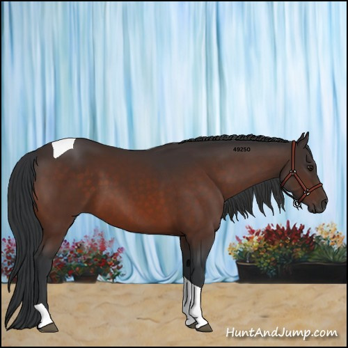Horse Color:Brown Tobiano 
