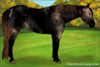 Horse Color:Void White Spotted Red Dun Tobiano Appaloosa 