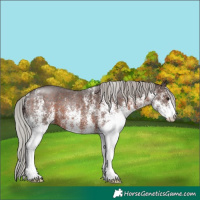 Horse Color:White Spotted Silver Brown 