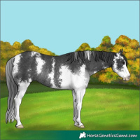 Horse Color:Black Sabino Rabicano