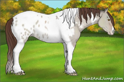 Horse Color:Classic Champagne Dun Tobiano Appaloosa