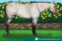 Horse Color:Bay Roan Dun 