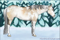 Horse Color:White Spotted Bay Dun Sabino Splash 