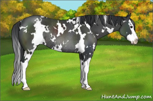 Horse Color:White Spotted Black Splash Rabicano