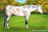 Horse Color:White Spotted Bay Dun 