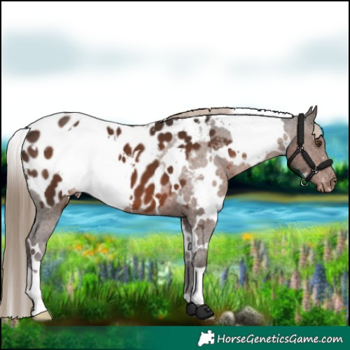 Horse Color:White Spotted Liver Chestnut Appaloosa 