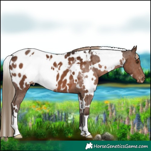 Horse Color:White Spotted Liver Chestnut Blanket 