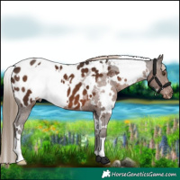 Horse Color:White Spotted Liver Chestnut Appaloosa 