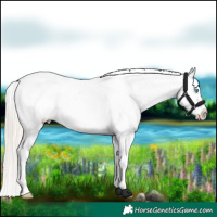 Horse Color:White Spotted Chocolate Palomino Pearl Dun Appaloosa 
